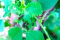 Caterpillars Ã¯Â¸Âof Tawny Caster (Acraea violae) on green leaf